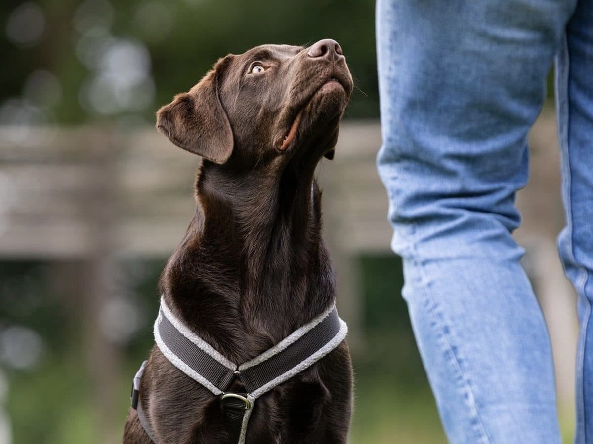 Schokobrauner Labrador schaut zu seinem Menschen hoch