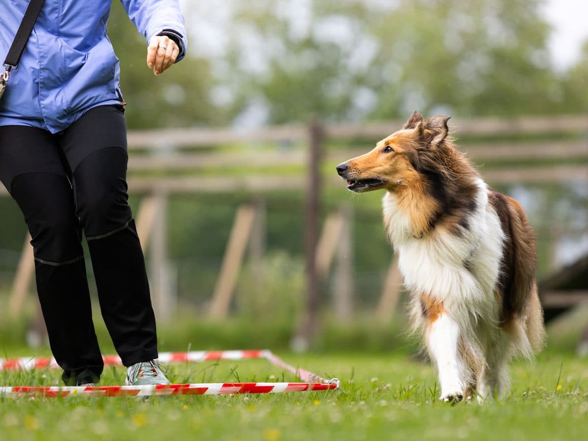 Collie arbeitet aufmerksam vor seiner Halterin