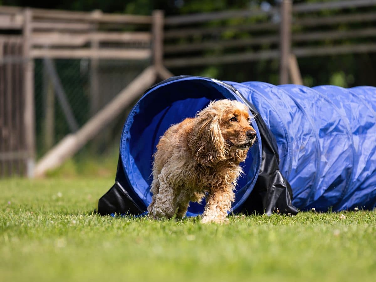 Cocker Spaniel kommt aus dem Agility-Tunnel